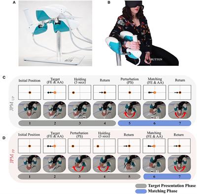 Robotic Assessment of Wrist Proprioception During Kinaesthetic Perturbations: A Neuroergonomic Approach